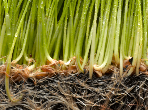 استفاده از محرک رشد ریشه هنگام کاشت گیاه